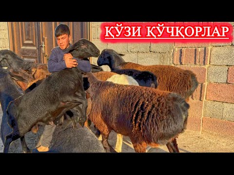 Видео: КЕРАГЛИ НАРСАНИ КЕРАГСИЗ ПАЙТ ОЛИБ ҚЎЙИНГ