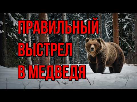 Видео: Как стрелять в медведя?