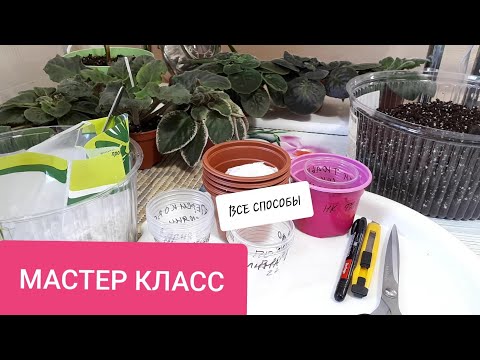 Видео: ВСЕ способы! Массовая Пересадка Фиалок!