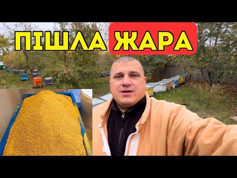 Видео: Бджолиний пилок - це Тєма 💲 Але не для кожного! 🐝