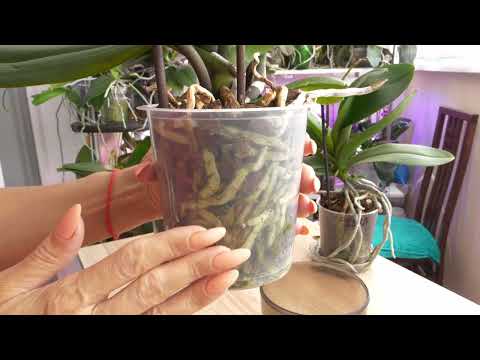 Видео: ЯРКИЕ примеры. У одних РАСТУТ, у других НЕТ. Что СПОСОБСТВУЕТ ПОЯВЛЕНИЮ.