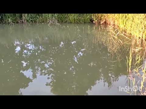 Видео: Какой хищник подходит для пруда!