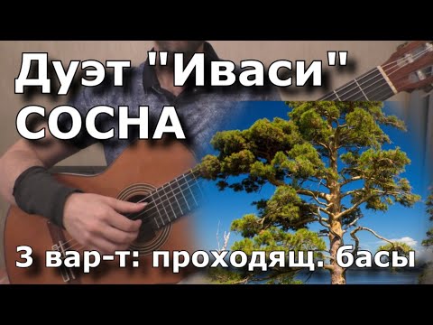 Видео: ИВАСИ - Сосна (3вар: проходящие басы) - разбор и табы