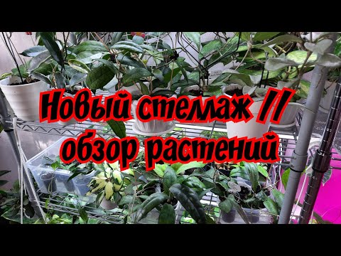 Видео: Новый стеллаж // обзор растений