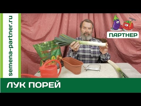 Видео: НЕОБЫЧНЫЙ ОВОЩ! ЧТО ТАКОЕ ЛУК-ПОРЕЙ И С ЧЕМ ЕГО ЕДЯТ?