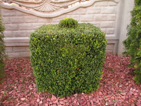 Видео: Почему стригу самшит перед посадкой. how to plant boxwood.