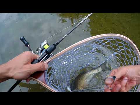 Видео: кефали на велека  25/08/21