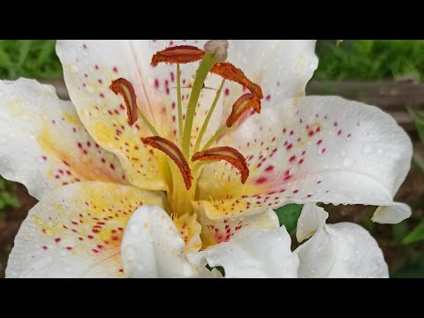 Видео: Розы, лилии, лилейники и другие растения моего сада в середине июля.