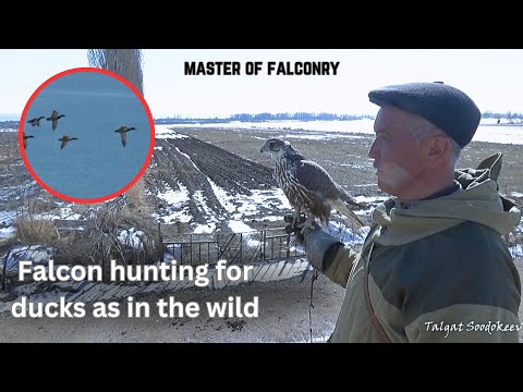 Видео: Falconry | duck hunting. Напуск сокола на диких уток в Кыргызстане