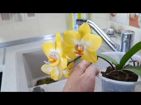 Видео: "Шустрая" ПЕРЕСАДКА Орхидеи "Сладкая девочка"🤣Phal.Yen Shuai  Sweet Girl "Shiny Girl"