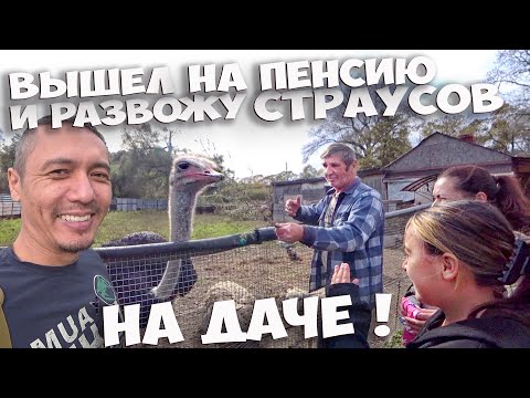 Видео: СТРАУСЫ, ЕНОТЫ И ЛИСЫ НА ДАЧЕ У ПЕНСИОНЕРА ИЗ ПРИМОРСКОГО КРАЯ ! ВЫХОДНОЙ МНОГОДЕТНОЙ СЕМЬИ ! СТОЛЫЧ