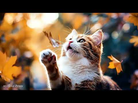 Видео: Красивая музыка (Осень) Романтическая расслабляющая музыка! Музыка Для Душевного Спокойствия#relax