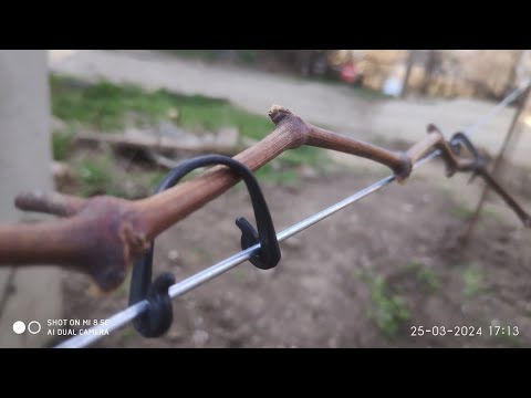 Видео: Шпалера для винограда в одну плоскость из арматуры