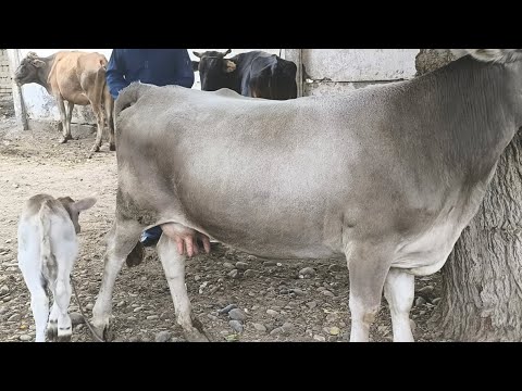 Видео: 6 САР ГОВОИ АРЗОНАК ФУРУШИ НОМЕР 911217221 НАВОРИ ТОЗА 28 ОКТЯБРЯ 2025