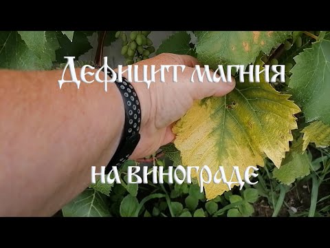 Видео: Желтеют листья винограда  Возможная причина дефицит магния