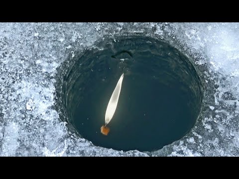 Видео: На глубине 50 см ДОЛБИТ БЛЕСНУ так, что и кивок не нужен! Первый лёд 2024 25. Рыбалка