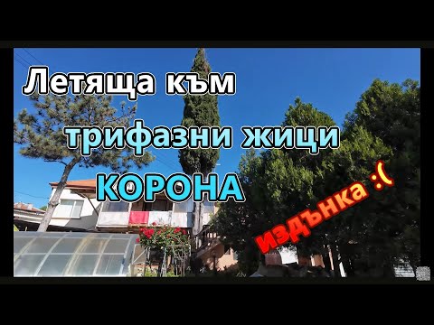 Видео: Огромен Кипарис с 3 корони + грешка ....