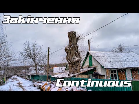 Видео: Велетенський в'яз у Коростишеві A huge elm in Korostyshev