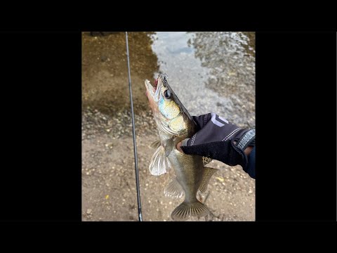 Видео: Рыбалка 💪🎣