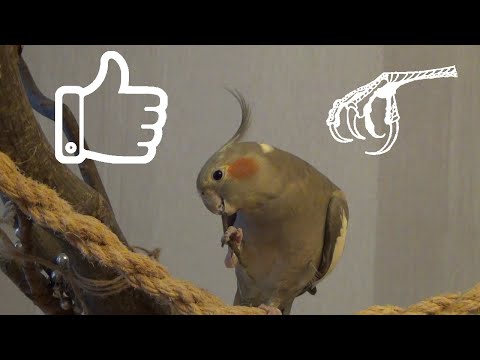 Видео: КОРЕЛЛА активно ПОЛЬЗУЕТСЯ ЛАПОЙ, грызя ель на дереве.