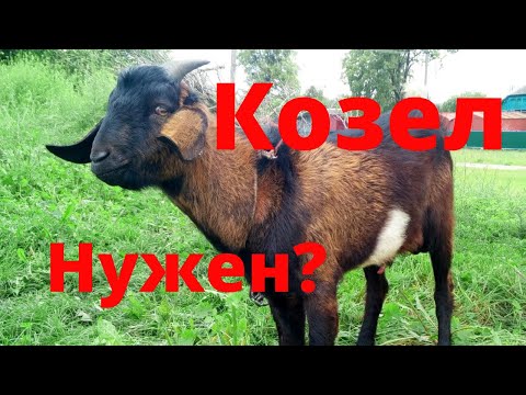 Видео: Держать ли козла в хозяйстве? Нужен ли козел? Секреты экономии Проверенный племенной козел