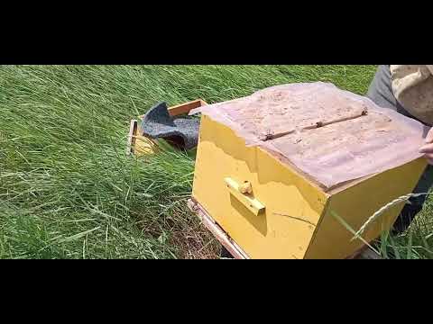 Видео: Двухматочные (продолжение)