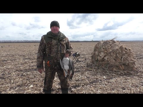 Видео: Закрытие гусиной охоты 2023. Один на кукурузном поле.Closing goose hunting. Alone in the cornfield.