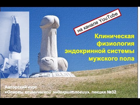 Видео: Клиническая физиология эндокринной системы мужского пола