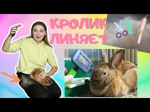 Видео: КРОЛИК ЛИНЯЕТ! ПОЧЕМУ КРОЛИК СИЛЬНО ЛИНЯЕТ? / КАК ВЫЧЕСЫВАТЬ КРОЛИКА? / ДЕКОРАТИВНЫЙ КРОЛИК УХОД!