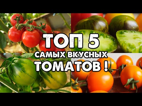 Видео: МОЙ ТОП 5 САМЫХ ВКУСНЫХ СОРТОВ ТОМАТОВ!