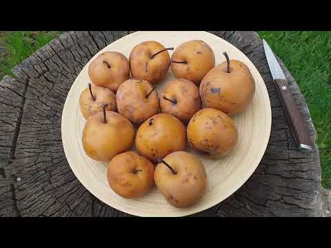 Видео: Сколько хранятся азиатские груши. Груша сорт Хосуи (pear Hosui)