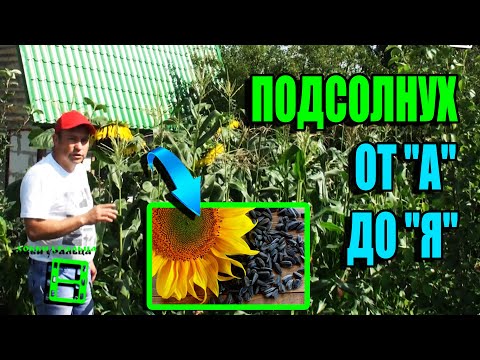 Видео: КАК ВЫРАСТИТЬ ПОДСОЛНУХ В ОТКРЫТОМ ГРУНТЕ ПРИ РИСКОВАННОМ ЗЕМЛЕДЕЛИИ? ЭКОСАД (ОГОРОД) И ТЕПЛИЦА 22-7