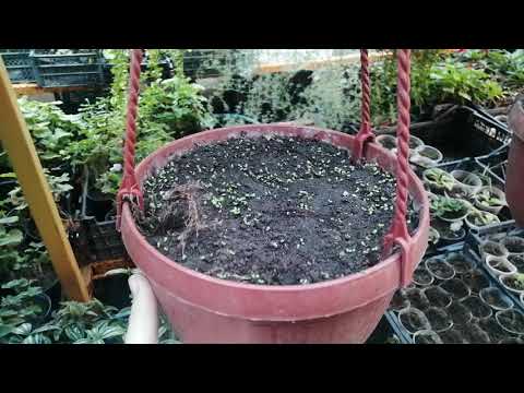 Видео: Что с микромятой (корсиканской)? Не беспокойтесь, она не пропала!!!! 🌱