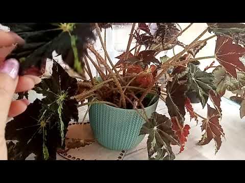 Видео: Бегония - любовь моя. 2 серия.