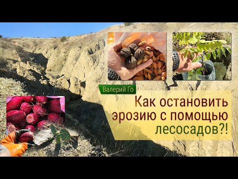 Видео: Как остановить эрозию почвы с помощью лесосадов?!