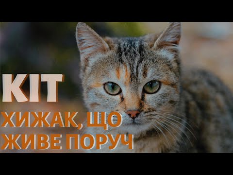 Видео: Кіт домашній. Цікаві факти.