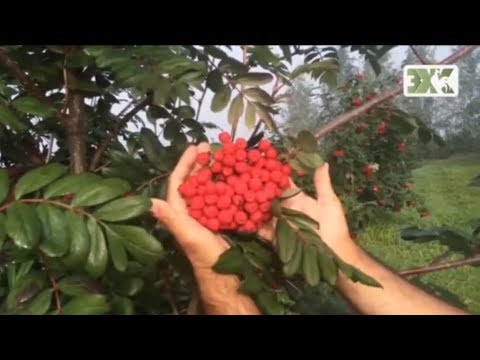 Видео: СЪЕДОБНЫЕ СОРТА РЯБИНЫ   ЛУЧШИЕ СОВЕТЫ