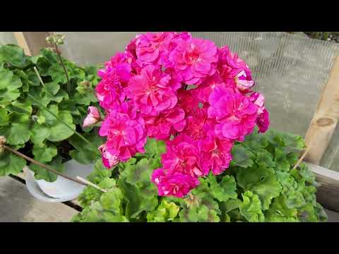 Видео: #871. Обзор цветения моих пеларгоний часть 2я