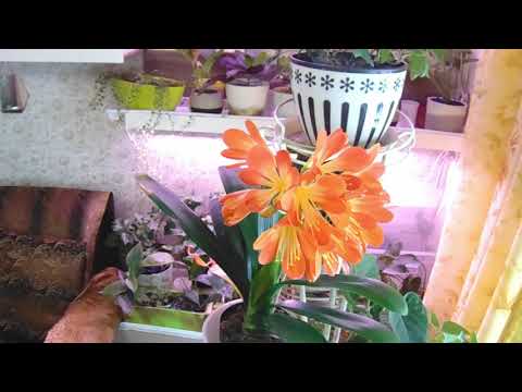 Видео: Кливия(амариллисовые - содержание, уход.