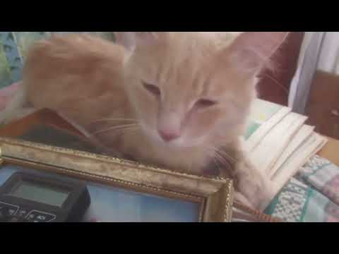 Видео: Дневник кота Феликса, написанный им самим.Часть 9