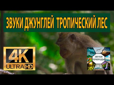 Видео: Атмосферные звуки джунглей, Тропический лес