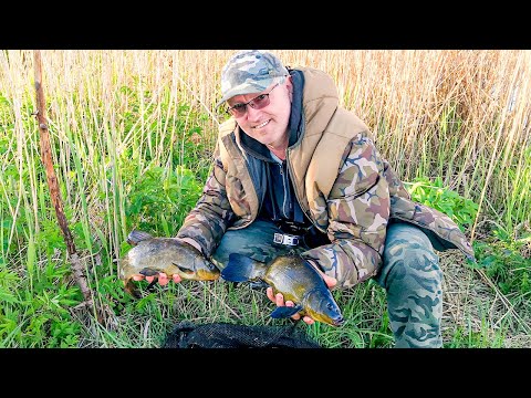 Видео: ЖЕСТЬ!!! ЭТО СНАСТЬ + ПРИКОРМКА КОСИТ ЛИНЯ КАК СУМАСШЕДШАЯ. ВЫХОД КРУПНОГО ЛИНЯ РАННИМ УТРОМ