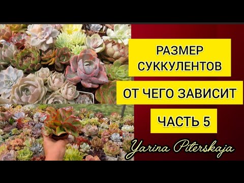 Видео: Размер суккулентов.  От чего зависит. Часть 5.