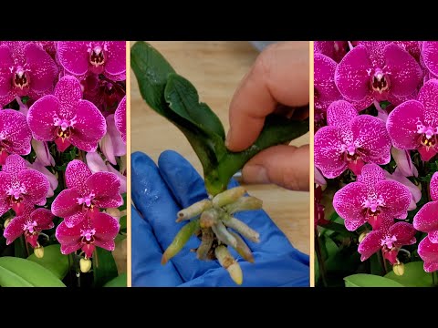 Видео: Это Средство Спасет Орхидею Без Корней Мгновенно! РАЗОБЛАЧЕНИЕ ОБМАНА!