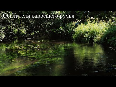 Видео: Обитатели заросшего ручья