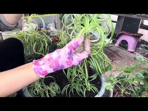 Видео: Болмо гулу. Хлорофитум кудрявый( Бонни)