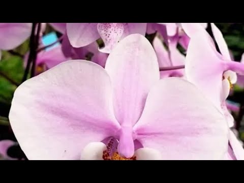 Видео: Первые и важные шаги после покупки орхидей деток.