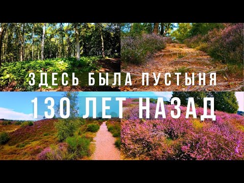 Видео: Вересковая пустошь. Старинный Особняк. Осматриваю деревню. Восстановленный  лес. Veluwezoom. Posbank