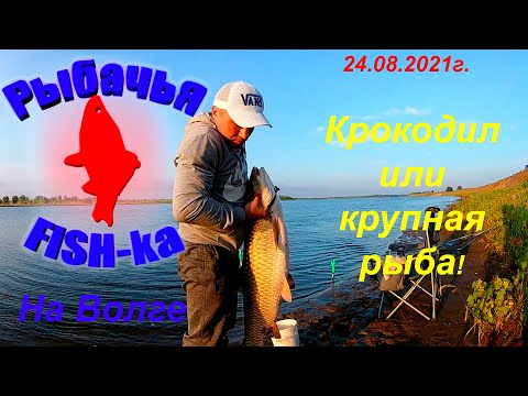 Видео: Рыбалка на Волге! Крокодил или крупная рыба!