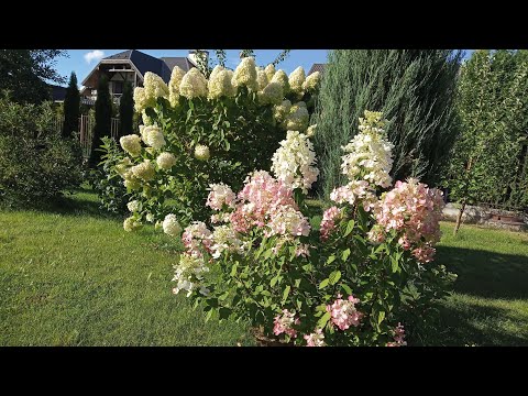 Видео: Обрезка годичных приростов, формирование скелетных ветвей у метельчатой гортензии Diamant Rouge